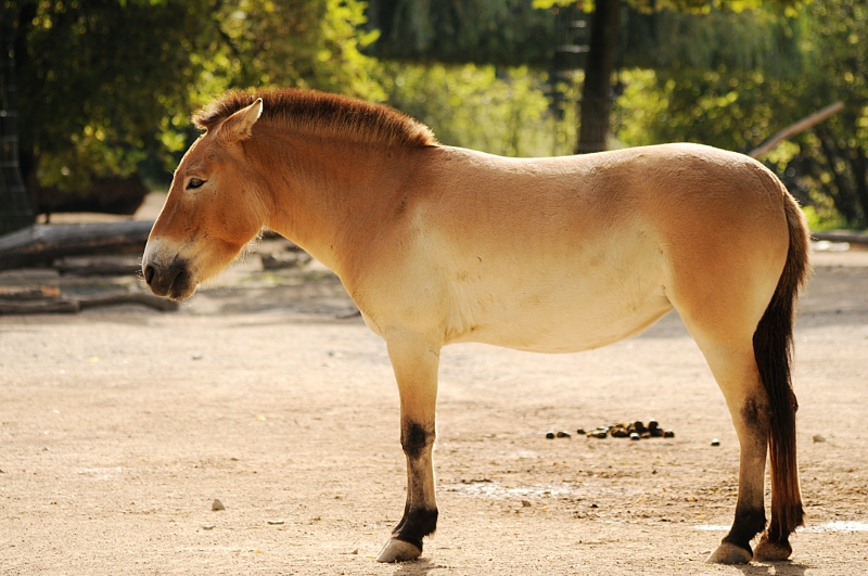 Przewalski horse at Cologne