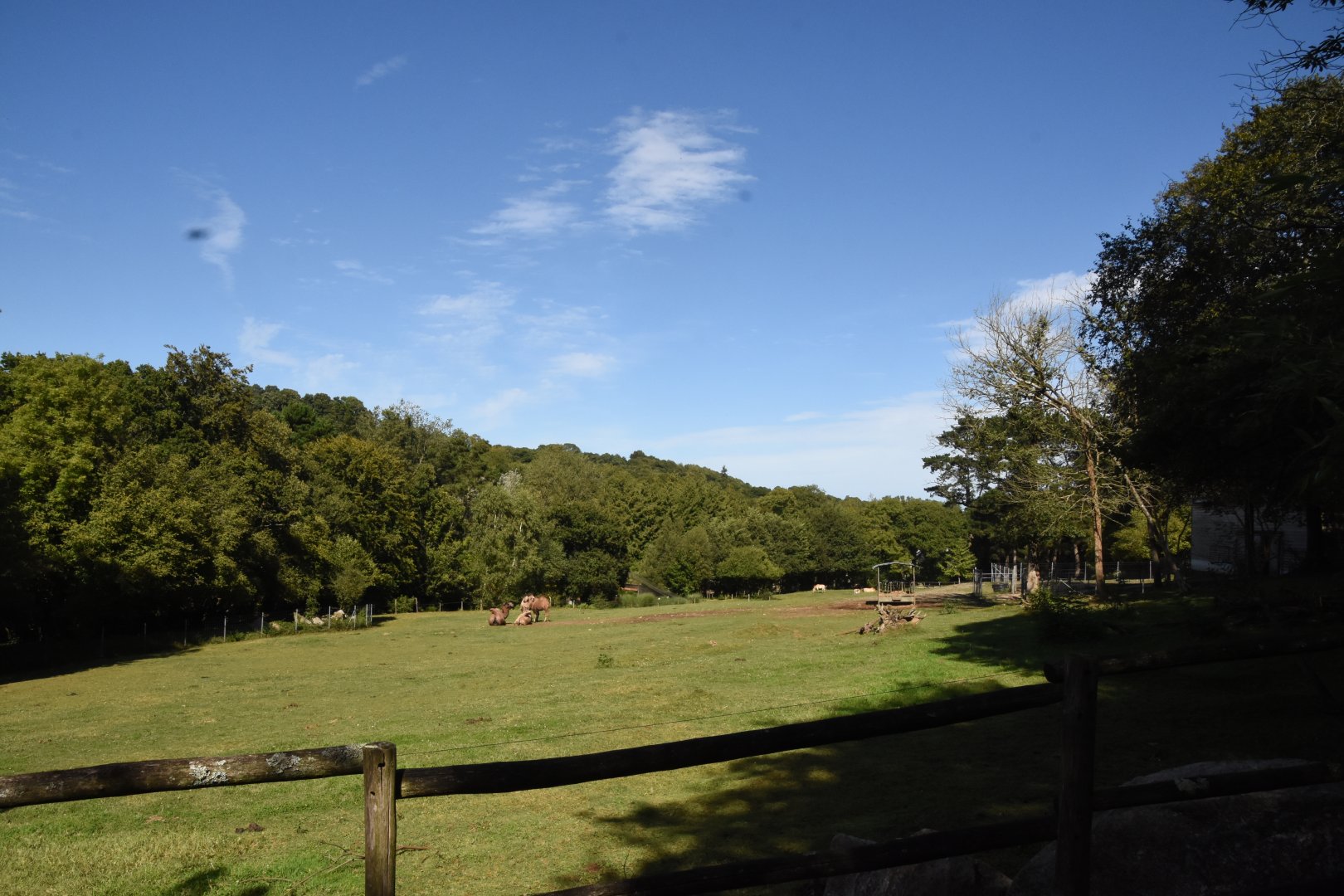 Przewalski Horse & Bactrian Camel enclosure