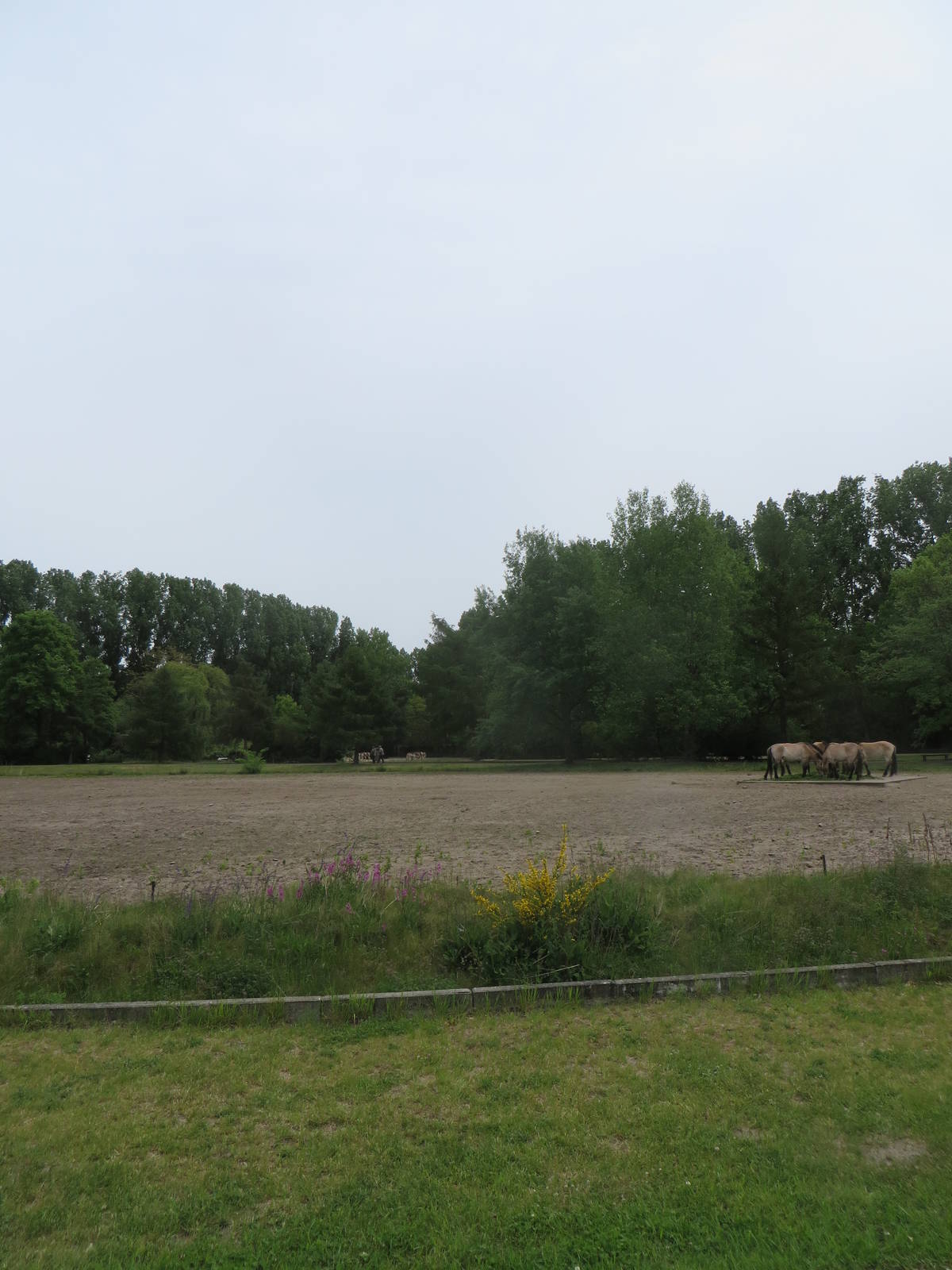 Przewalski horse enclosure