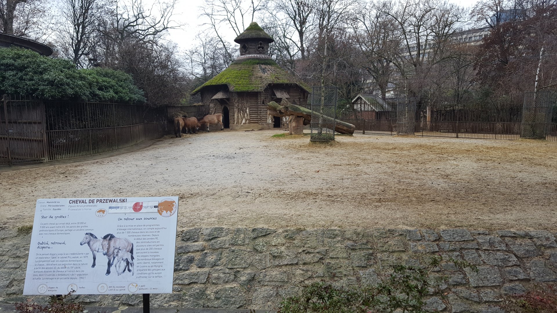 przewalski horse enclosure