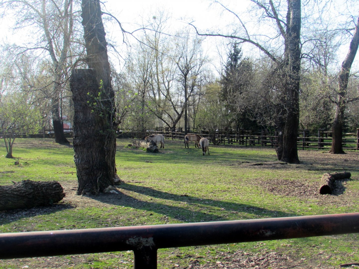 Przewalski Horse enclosure
