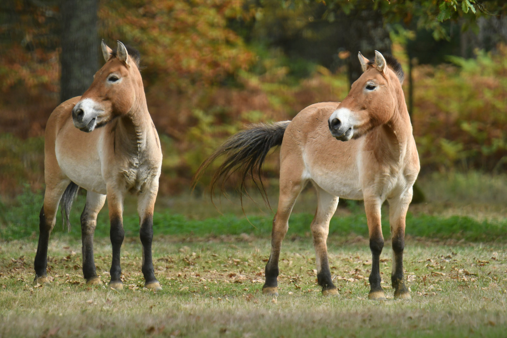 Przewalski horse (Equus przewalskii)