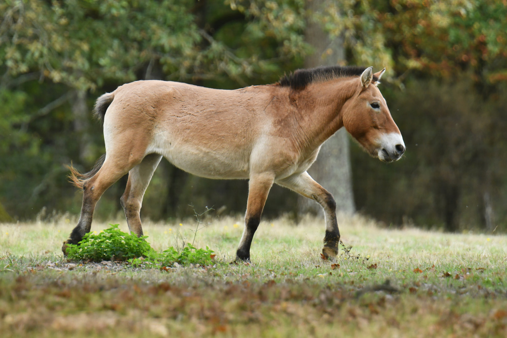 Przewalski horse (Equus przewalskii)