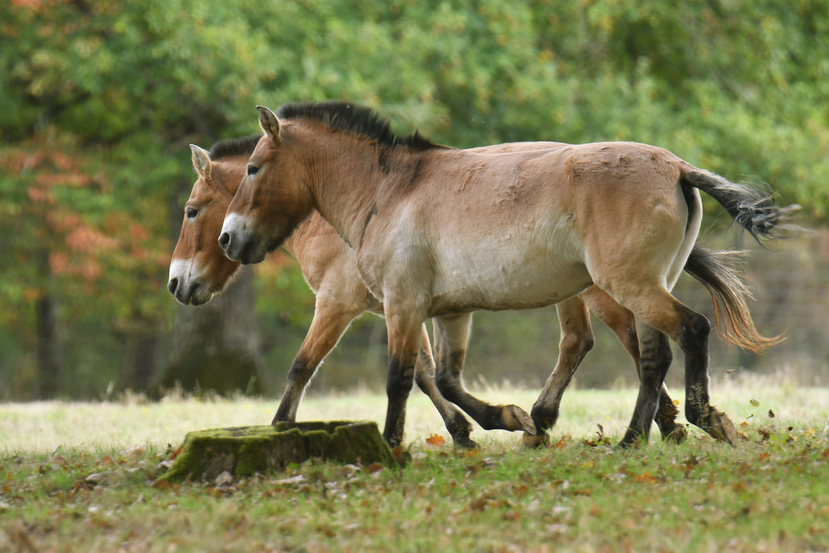 Przewalski horse (Equus przewalskii)