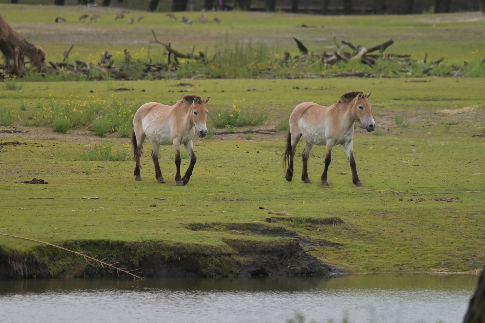 Przewalski horse (Equus przewalskii)