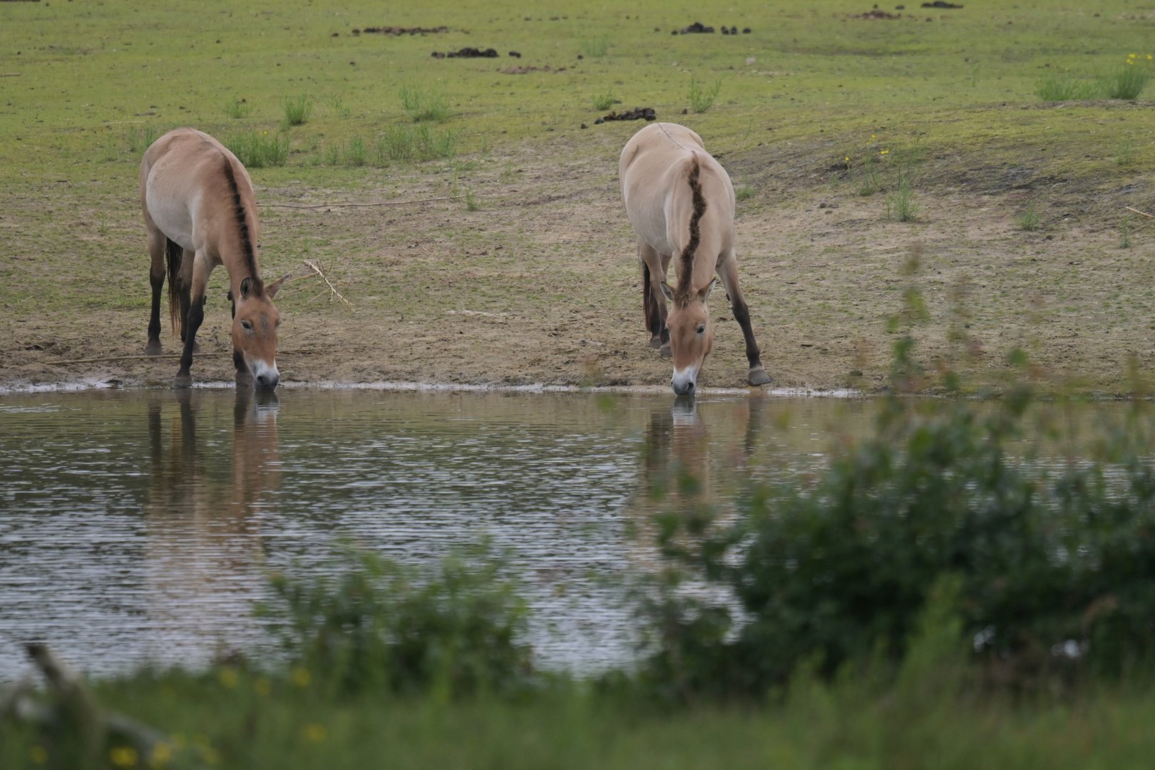 Przewalski horse (Equus przewalskii)