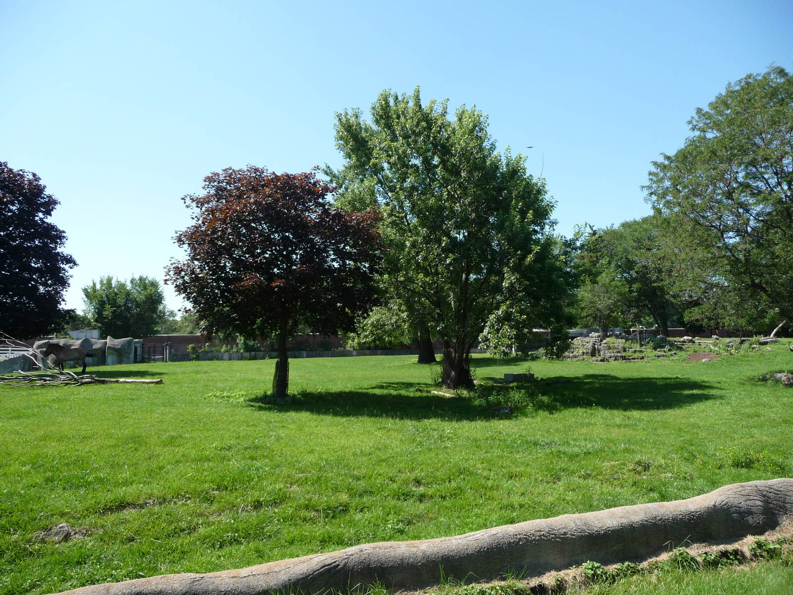 Przewalski Horse Exhibit - Detroit Zoo