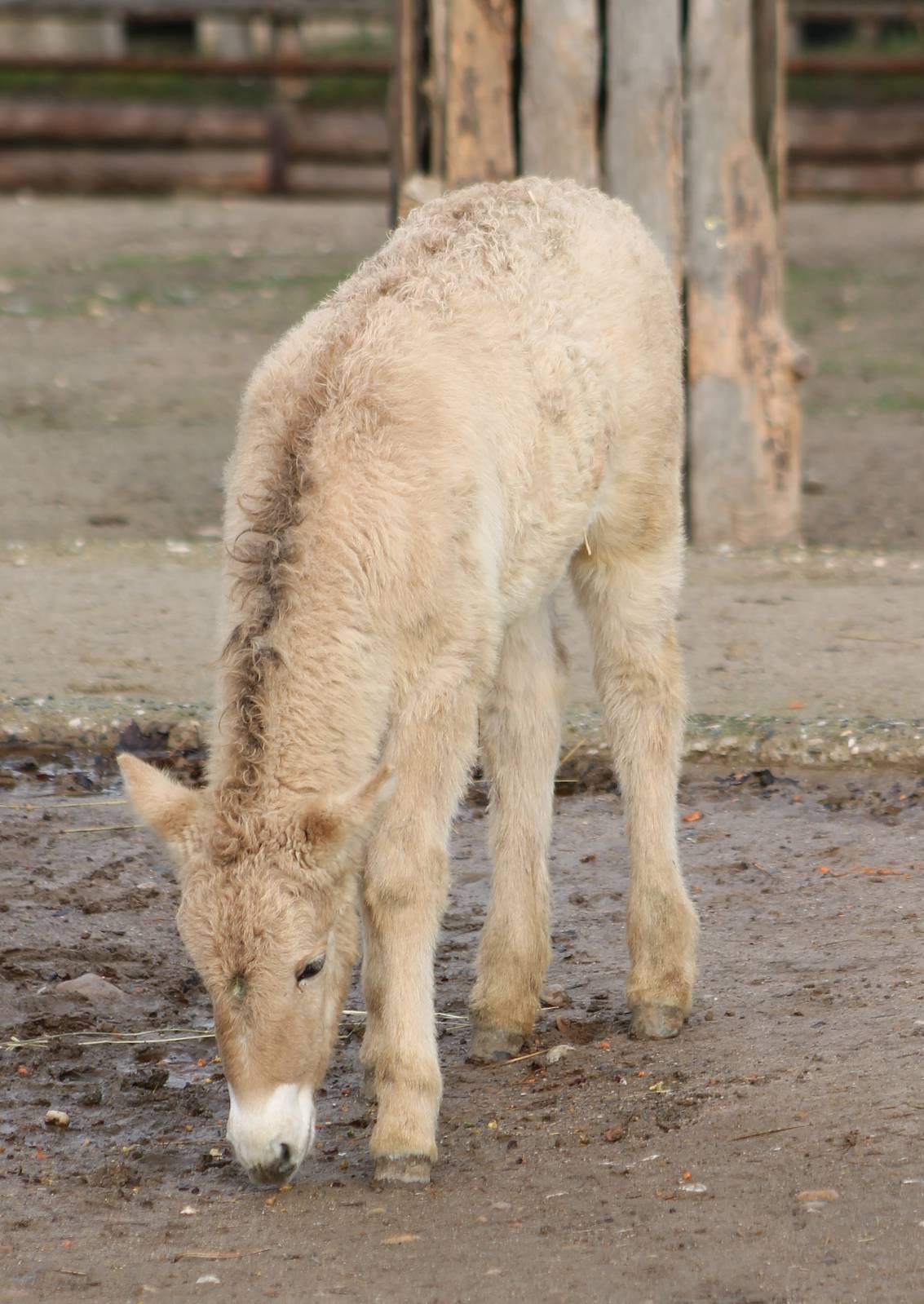 Przewalski horse foal