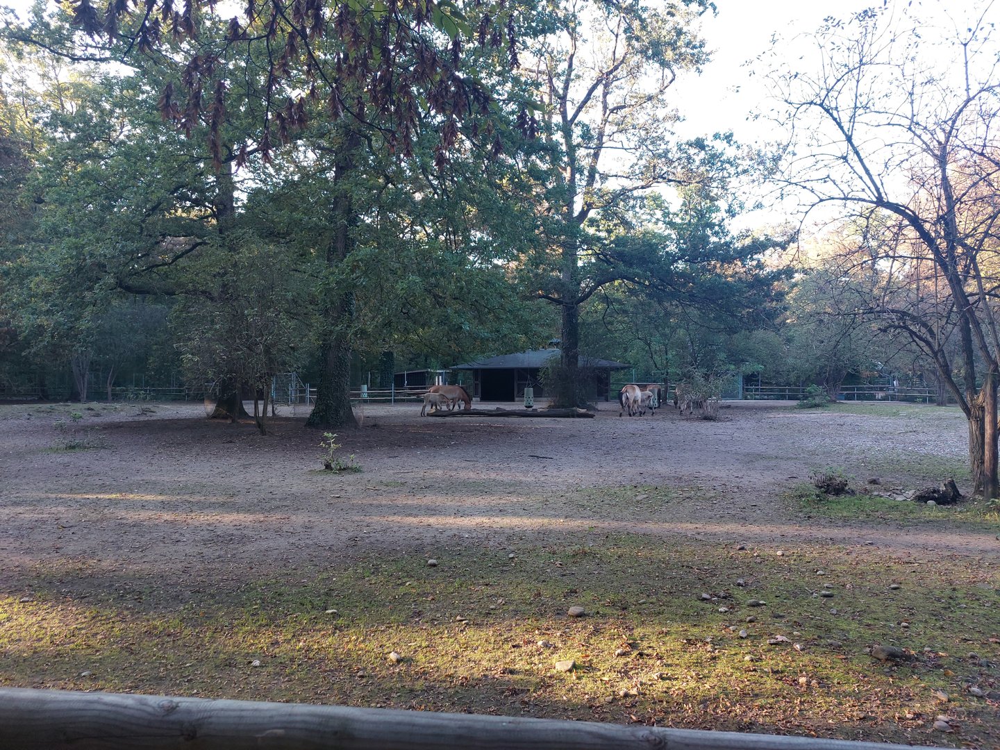Przewalski horse paddock