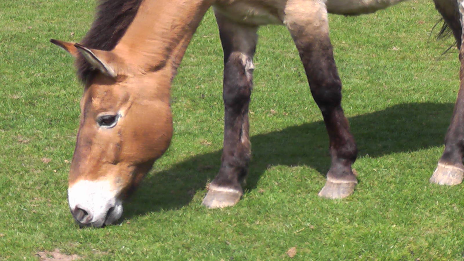 Przewalski Horse - Welsh Mountain Zoo