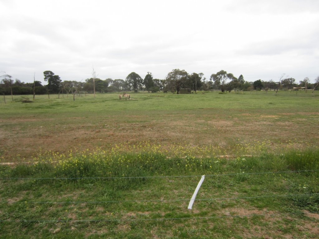 Przewalski Horse yard