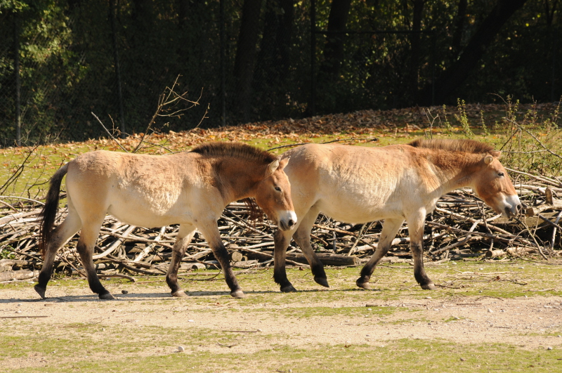 Przewalski horse