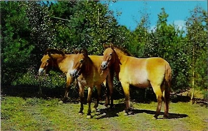 Przewalski Horse