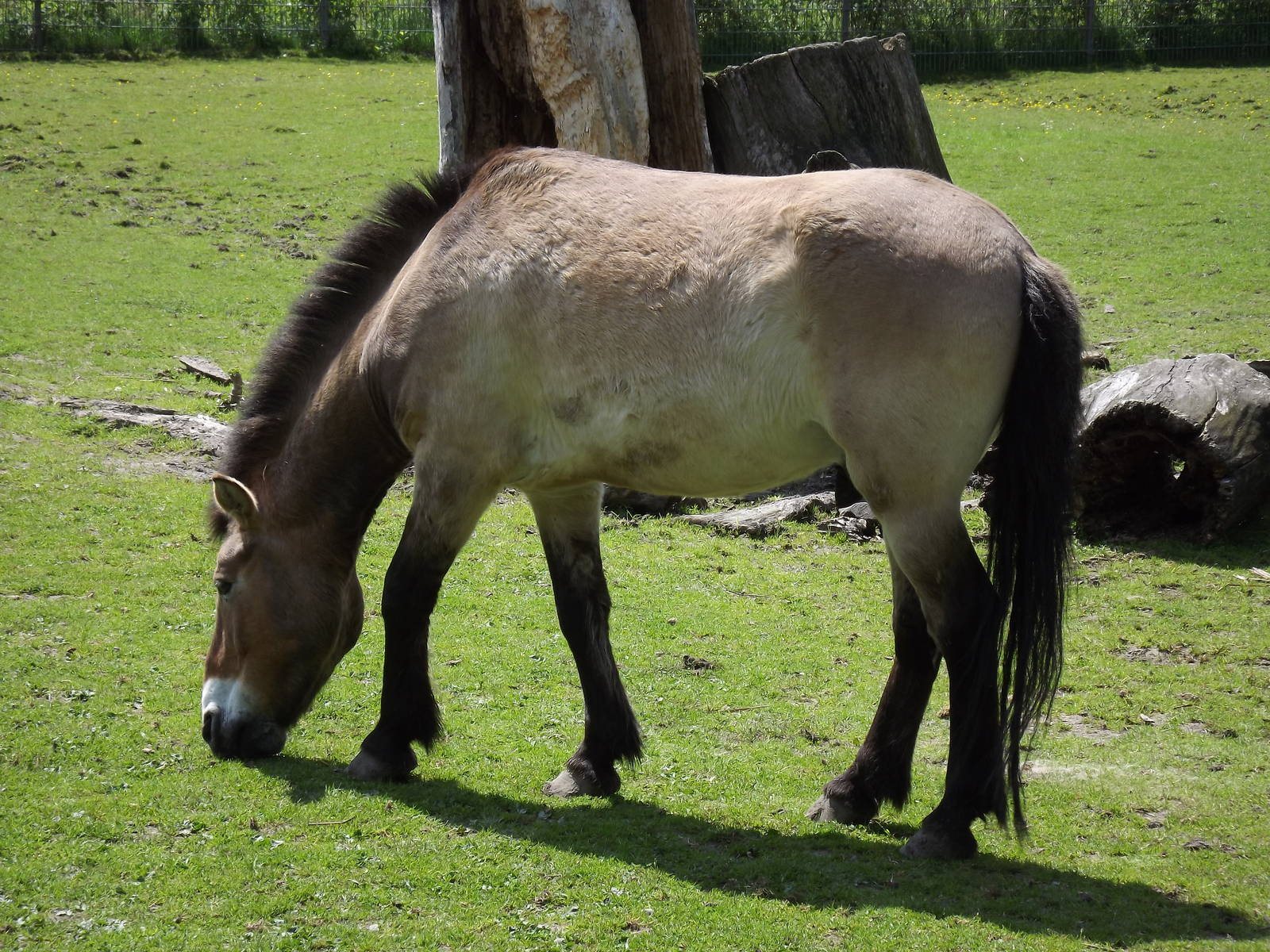 przewalski horse