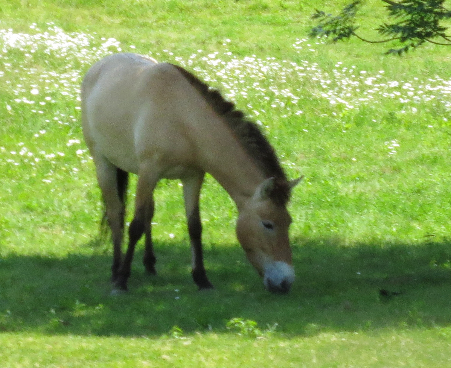 Przewalski Horse