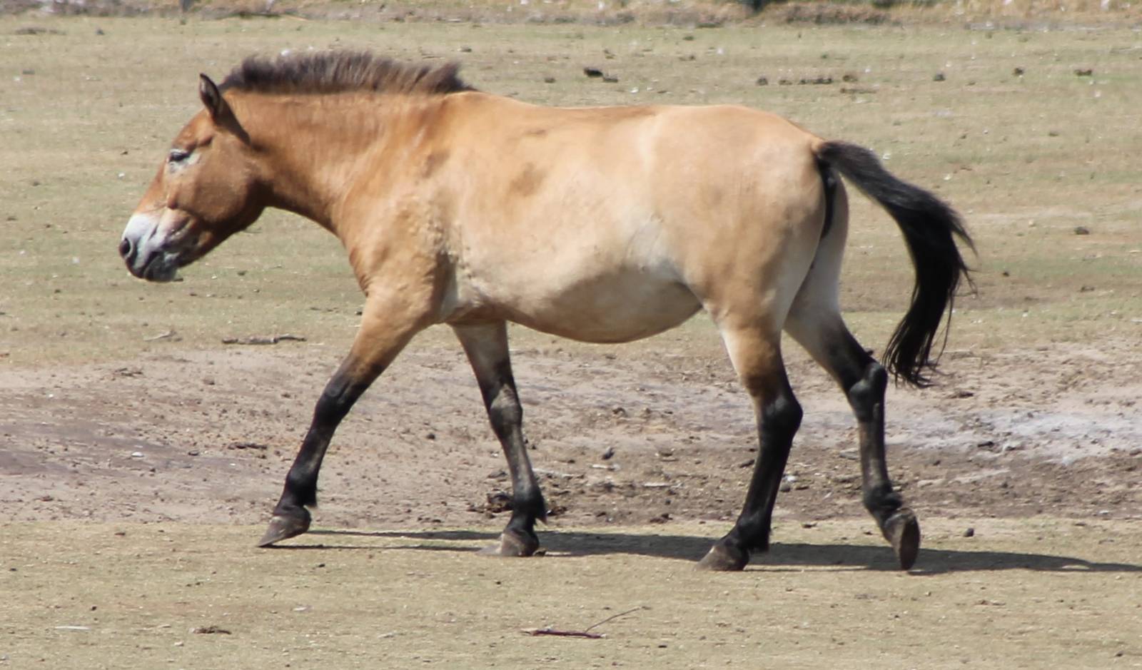 Przewalski horse
