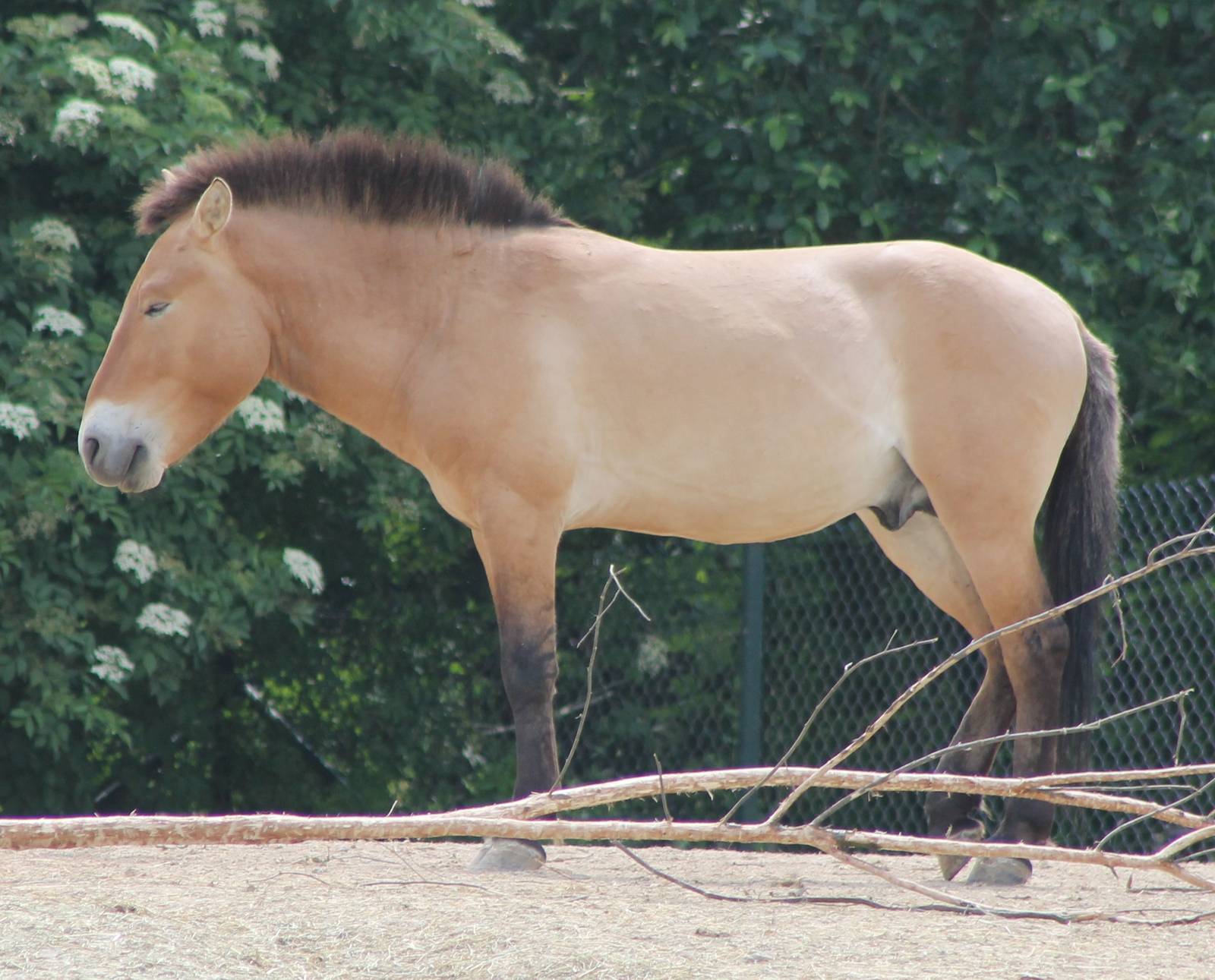 Przewalski horse