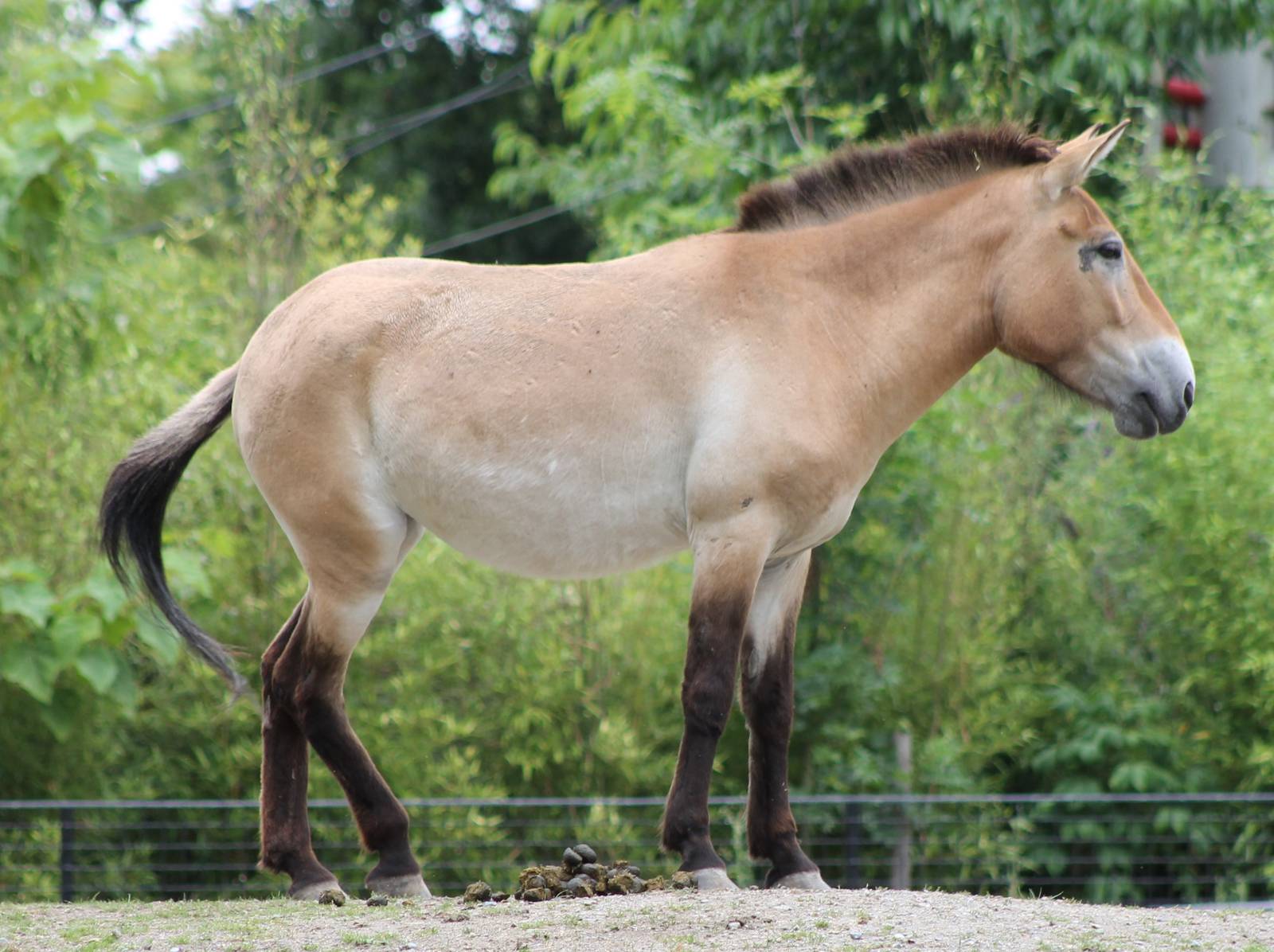 Przewalski horse