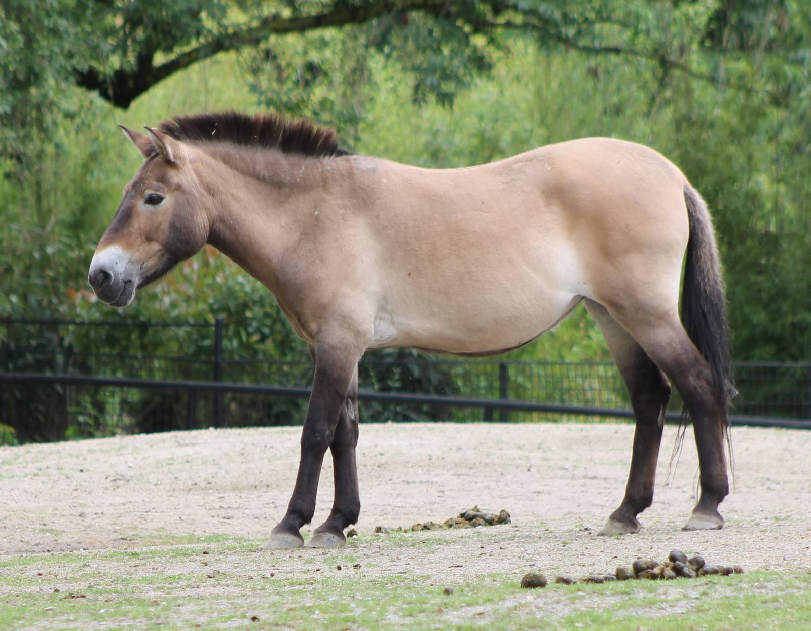 Przewalski horse
