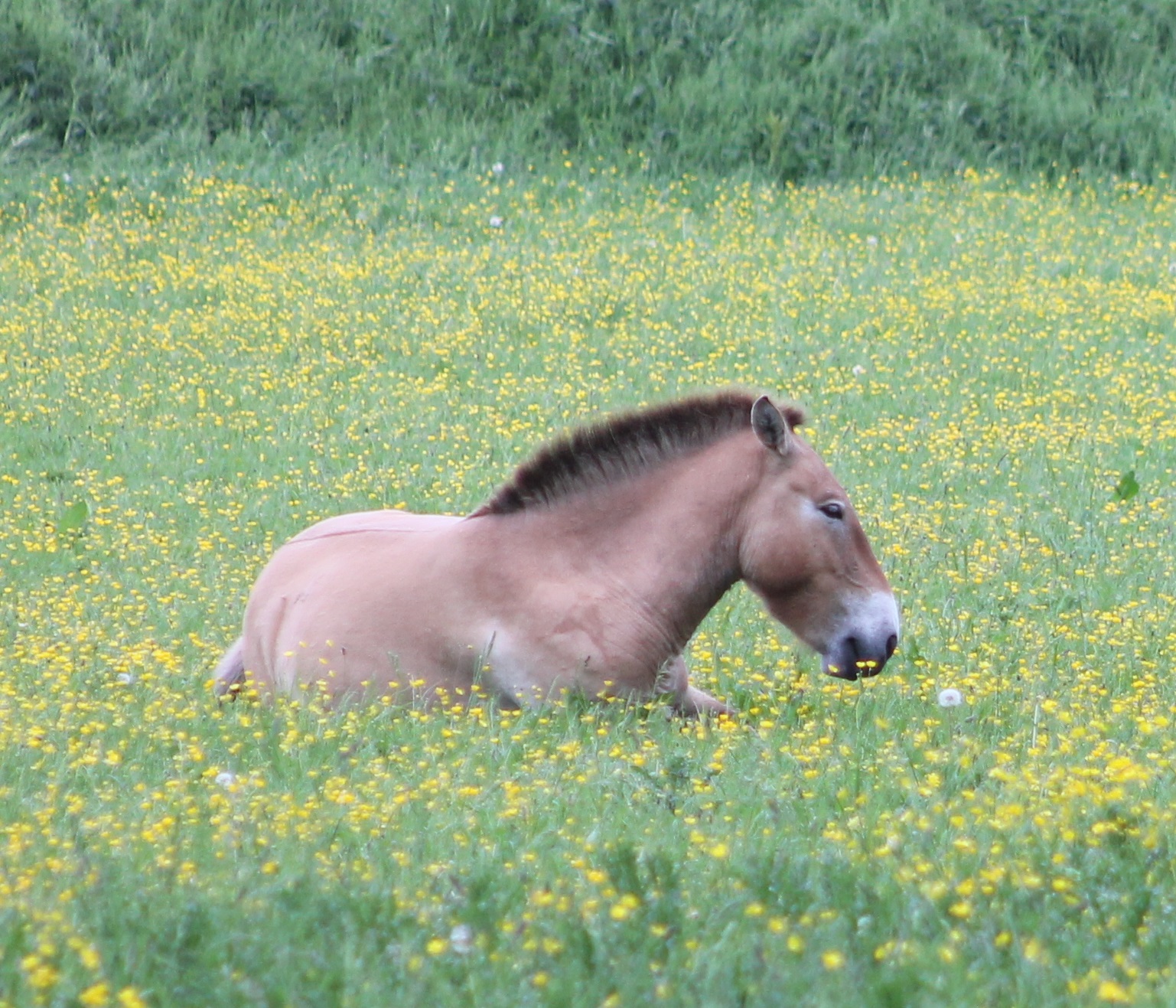Przewalski horse
