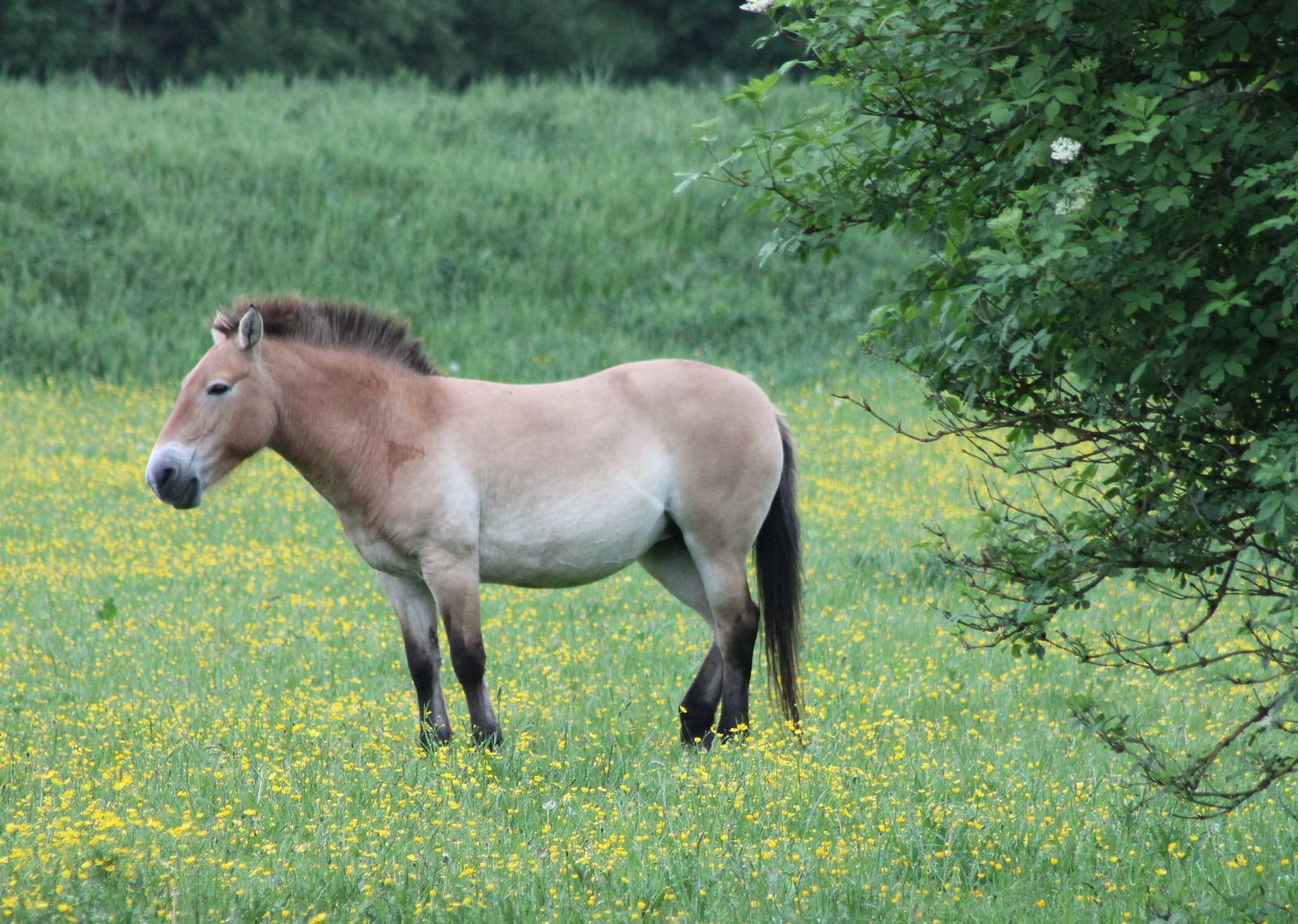 Przewalski horse