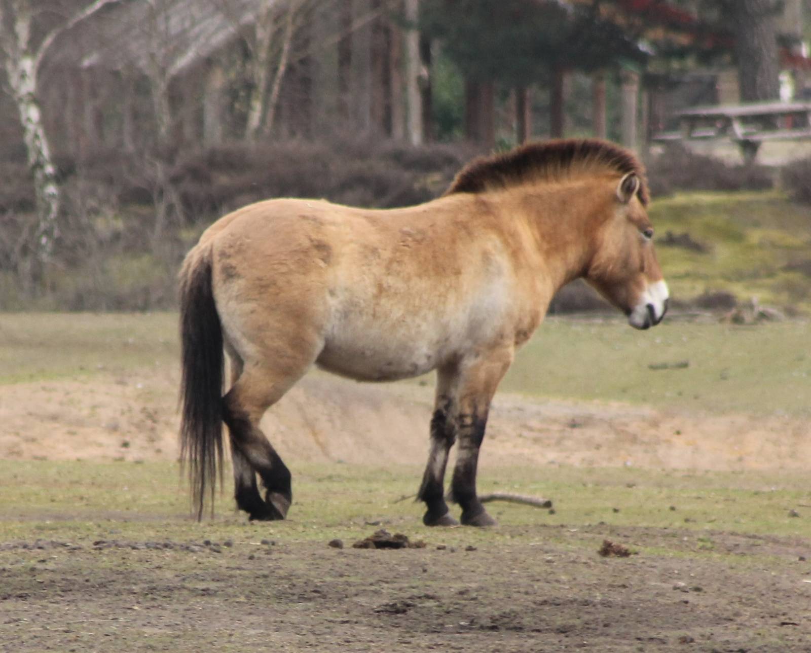 Przewalski horse