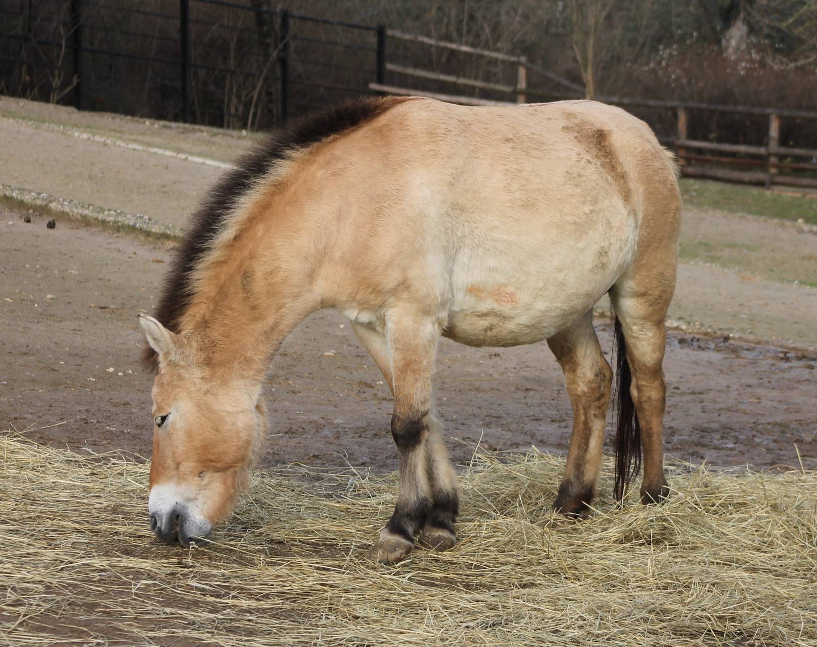 Przewalski horse