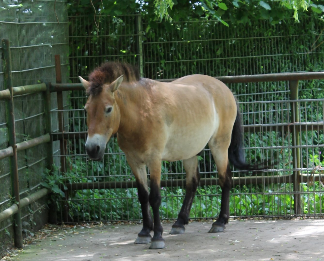 Przewalski horse