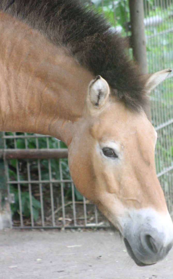 Przewalski horse