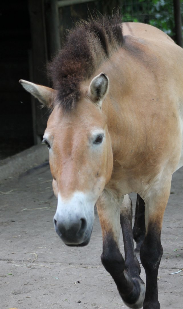 Przewalski horse