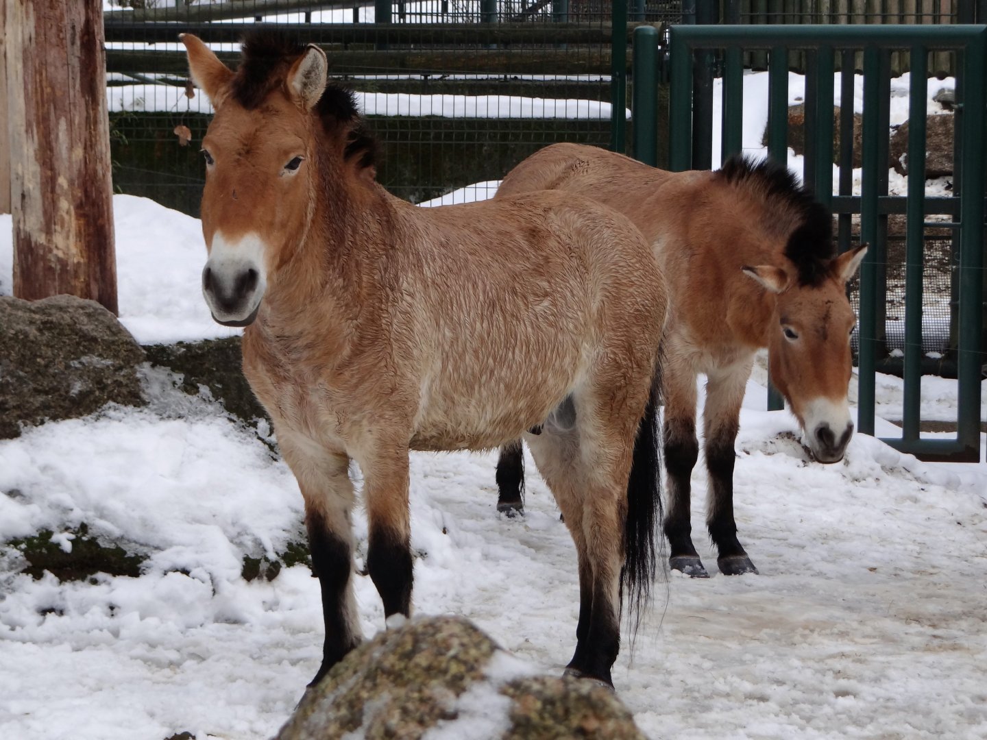 Przewalski Horse