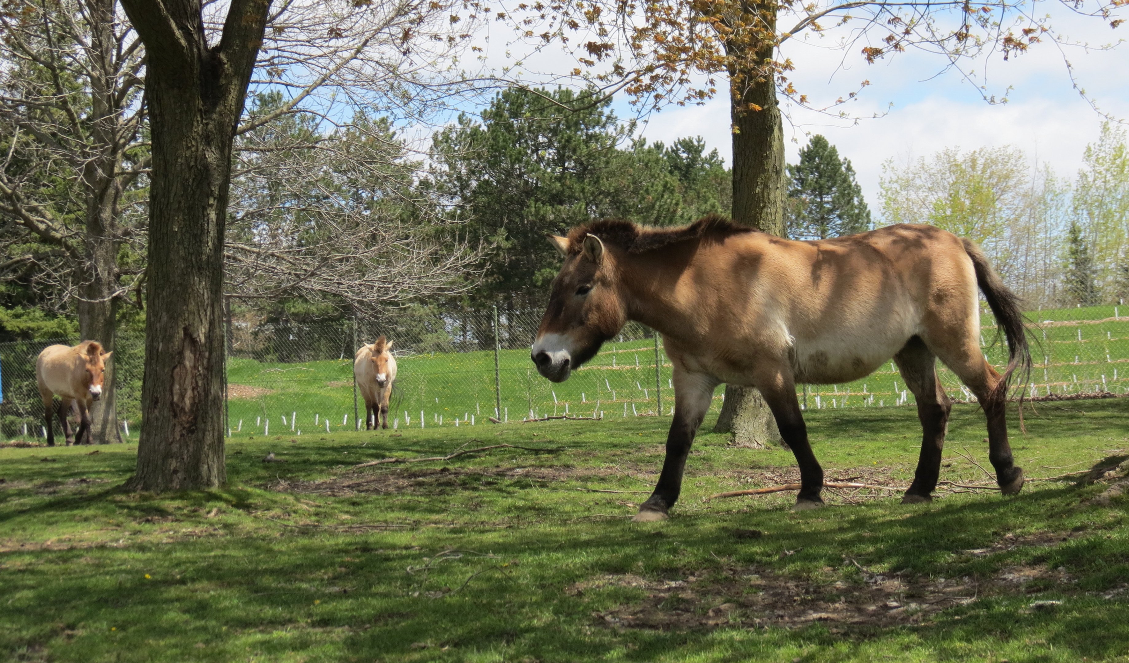 Przewalski Horse