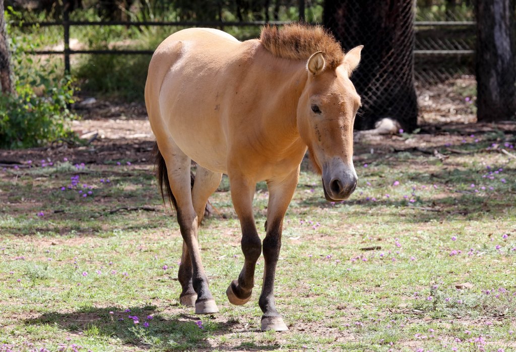 Przewalski Horse