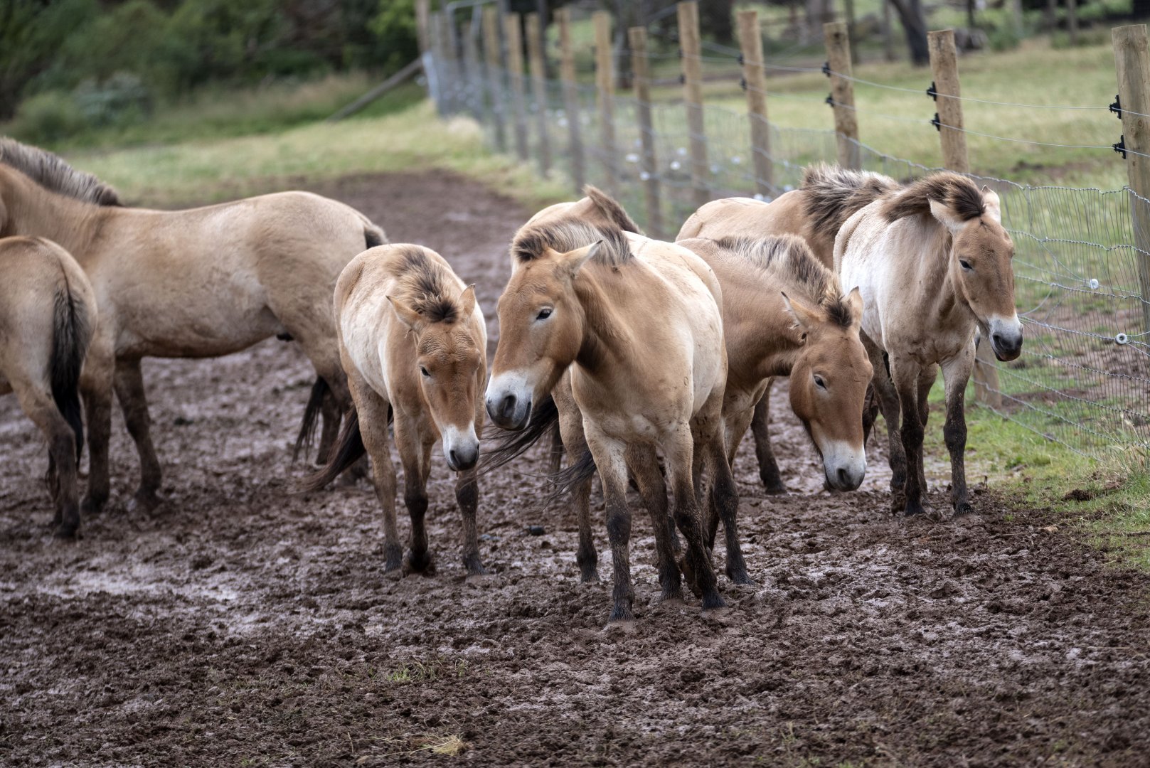 Przewalski Horse