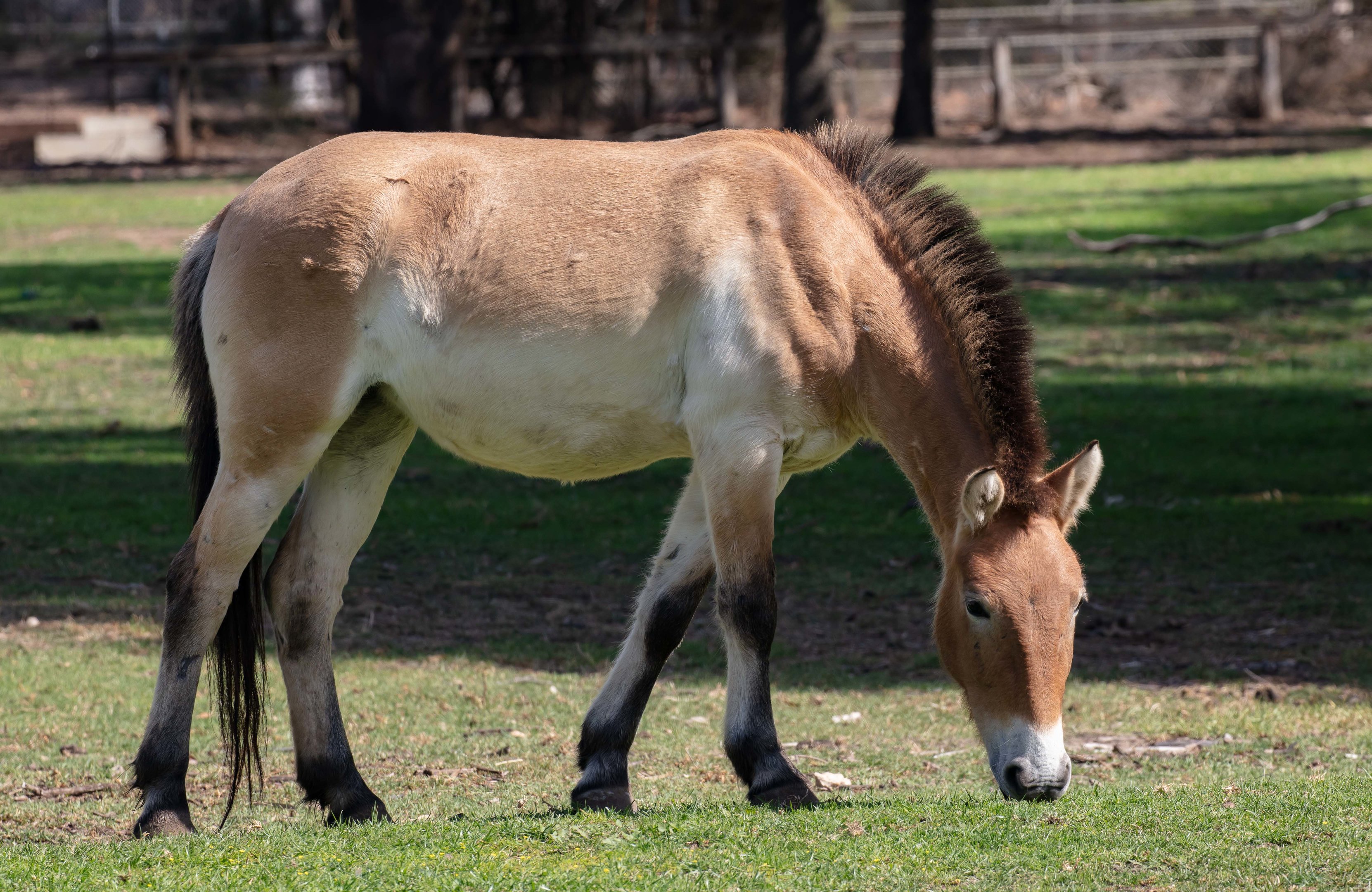 Przewalski Horse
