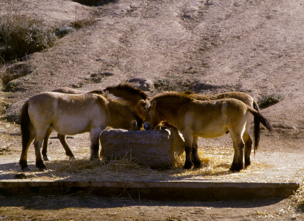 Przewalski Horses - 1981