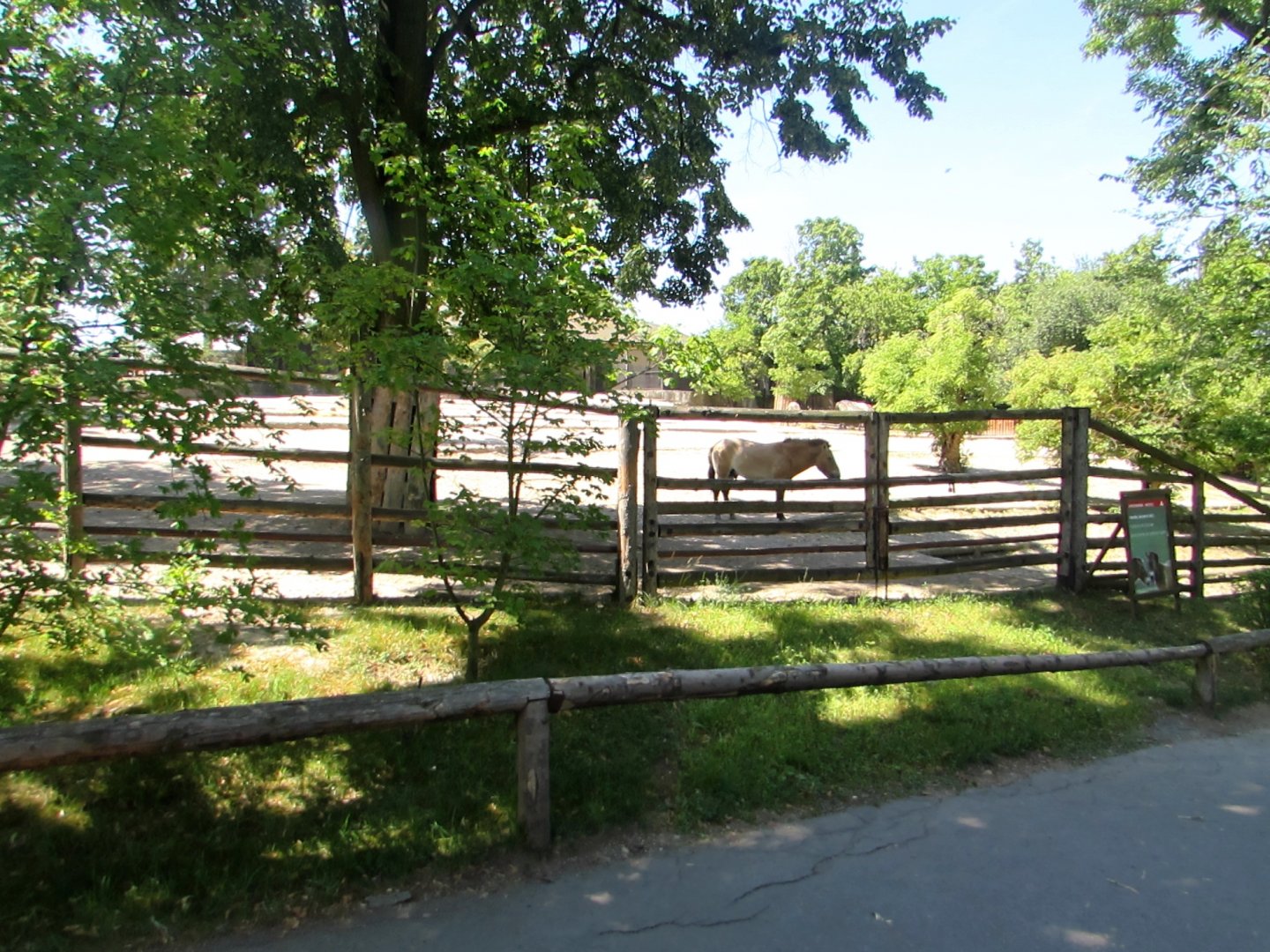 Przewalski Horses enclosure - July/2017