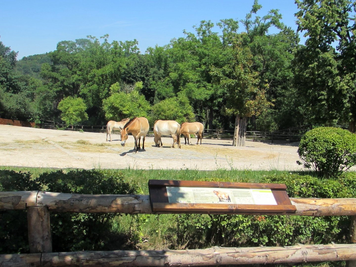 Przewalski Horses group - July/2017