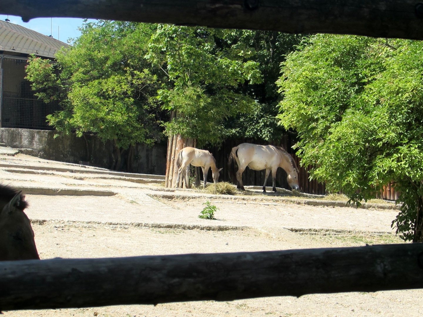 Przewalski Horses - July/2017