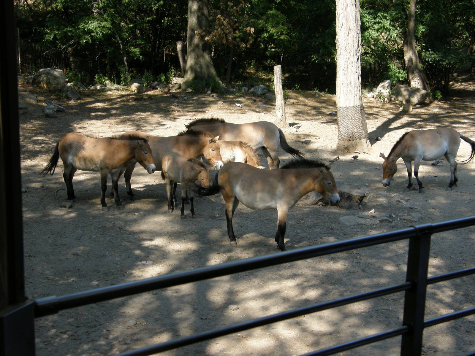 przewalski horses