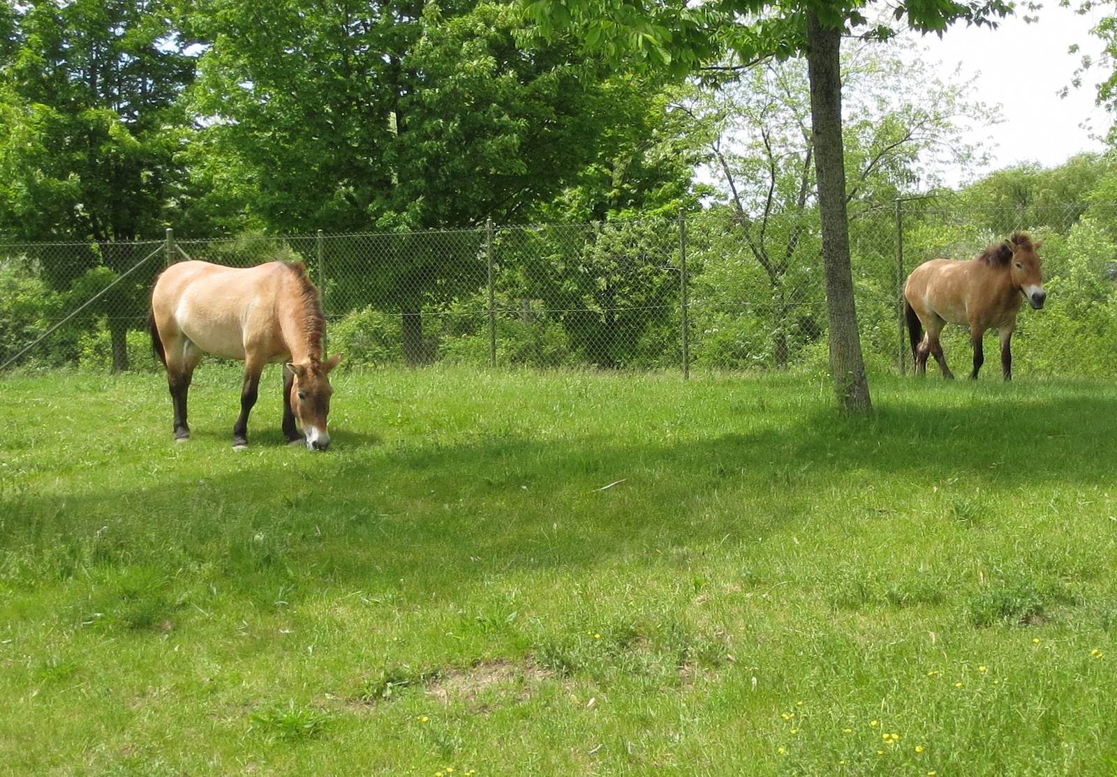Przewalski Horses