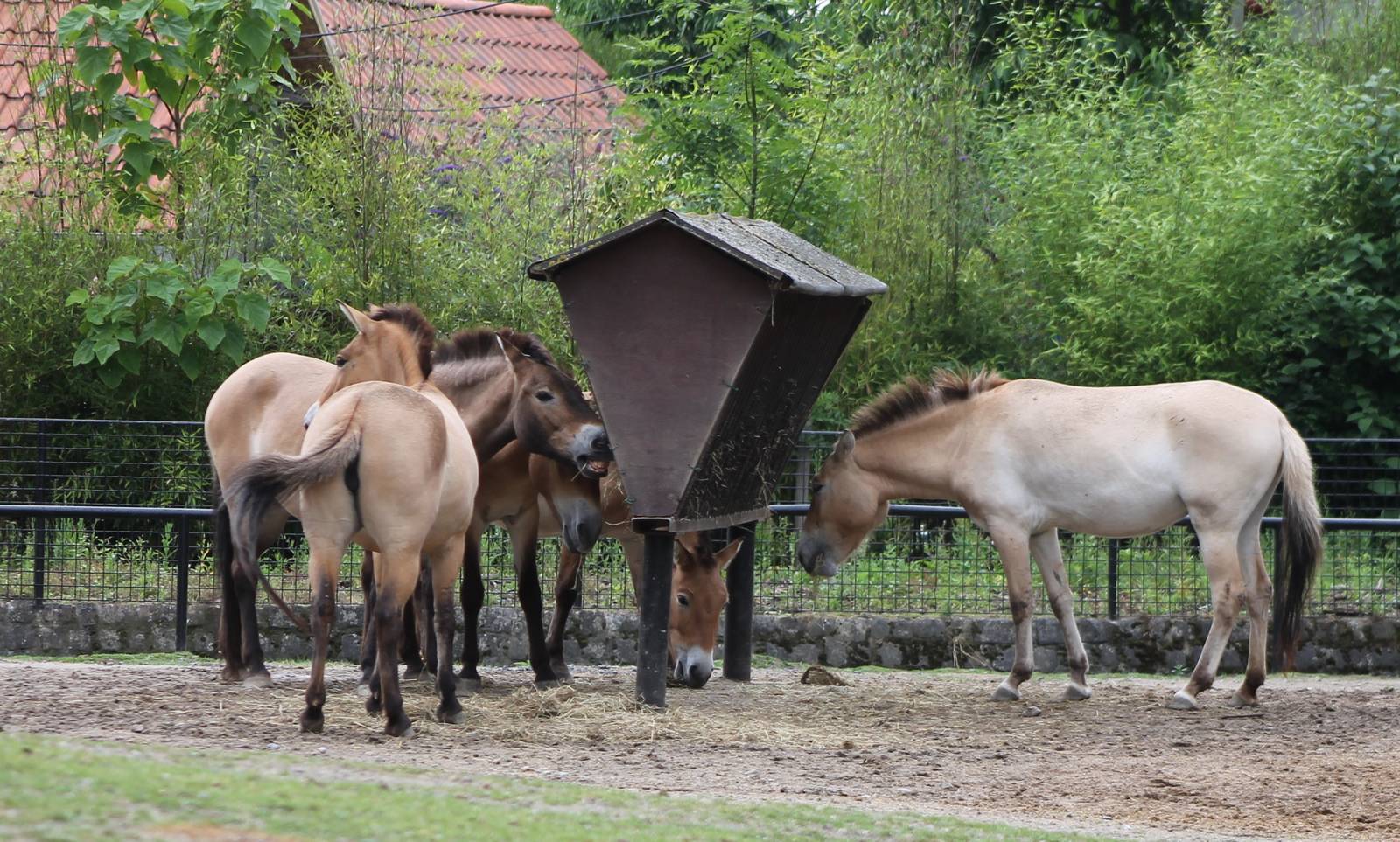 Przewalski horses
