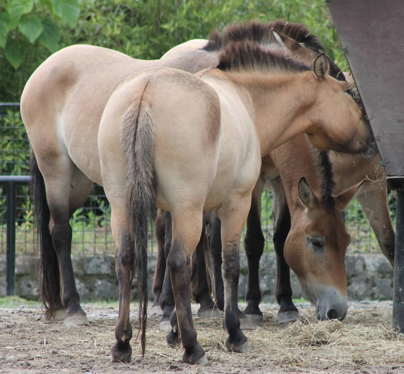 Przewalski horses