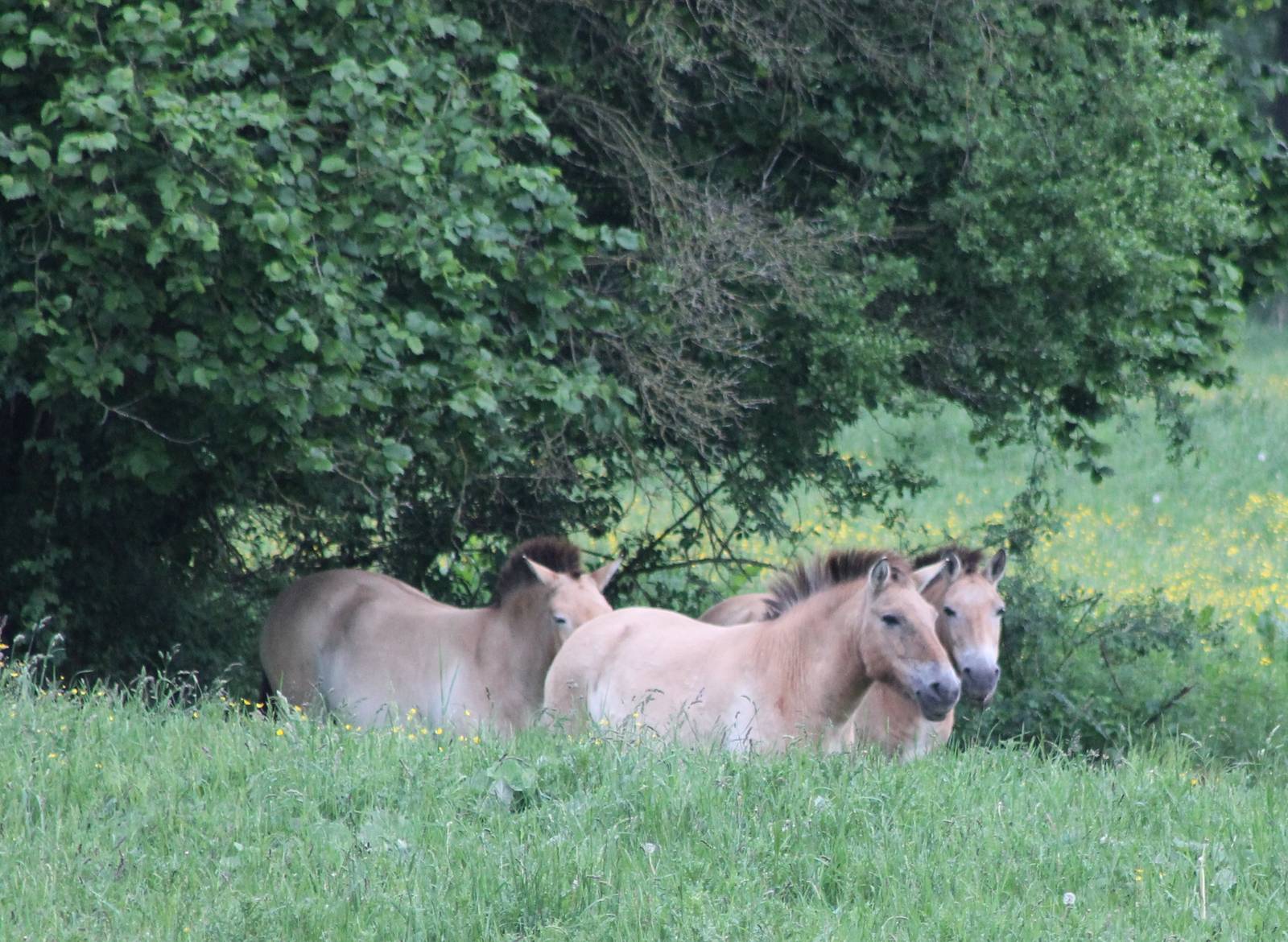 Przewalski horses