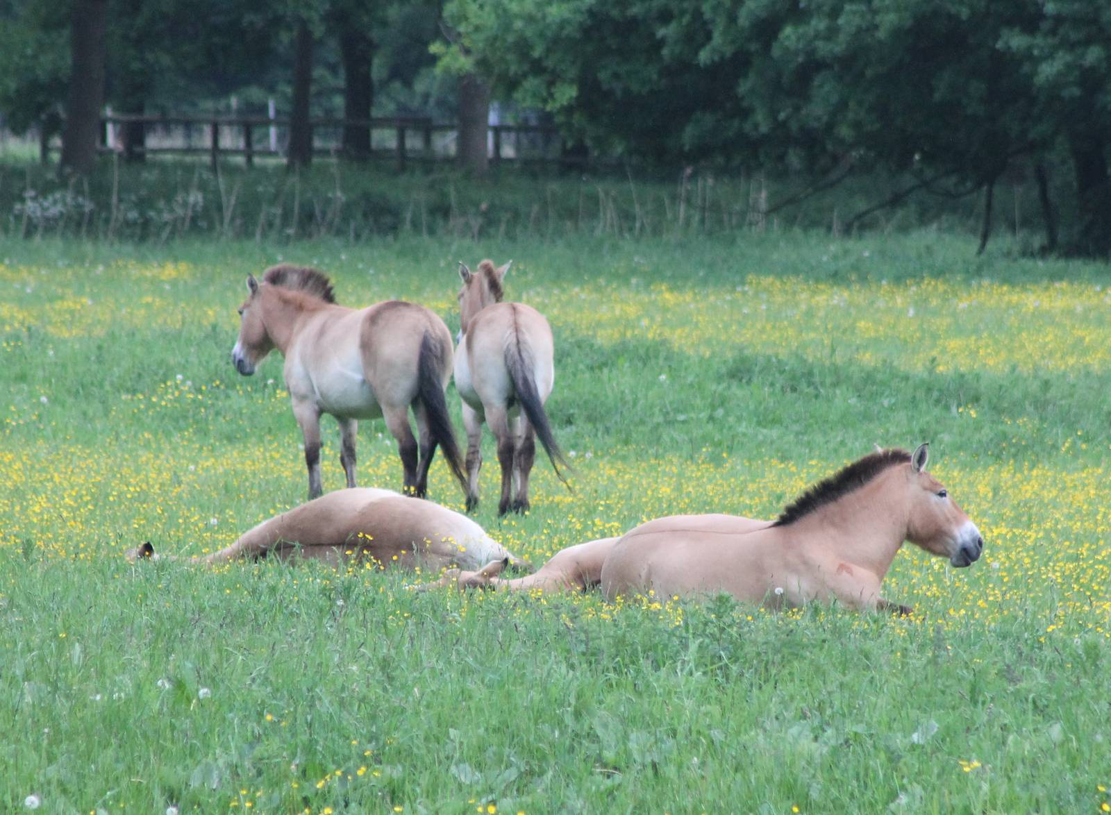 Przewalski horses