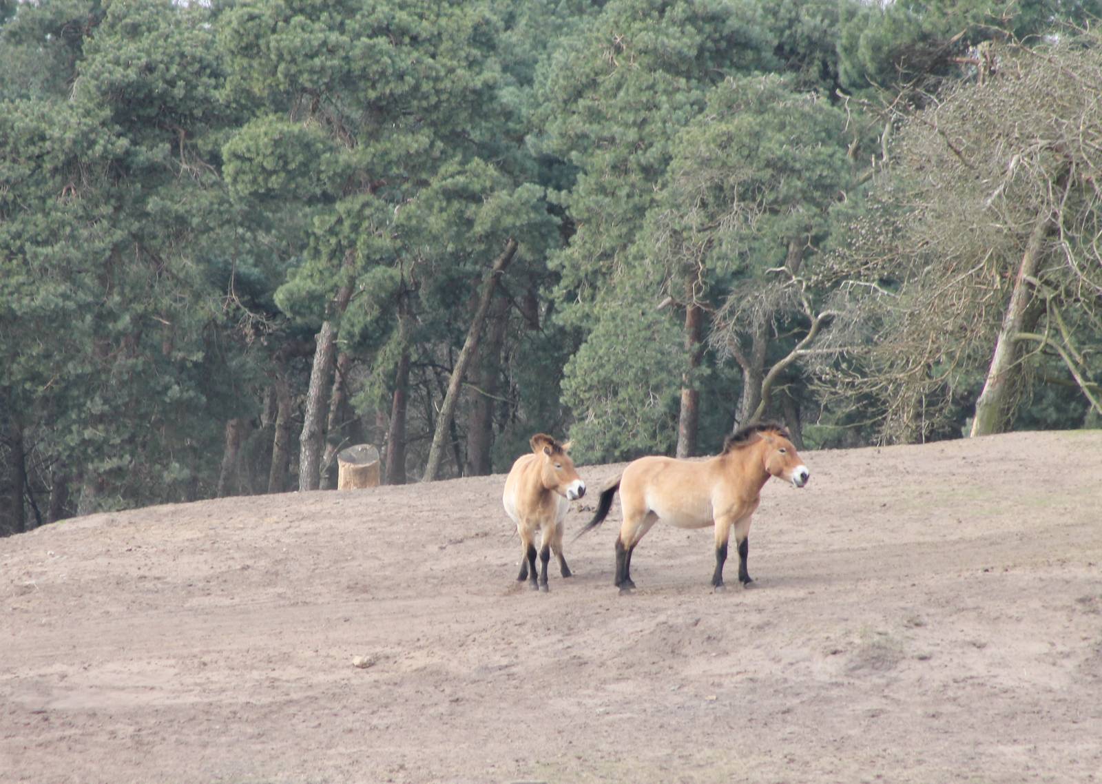 Przewalski horses