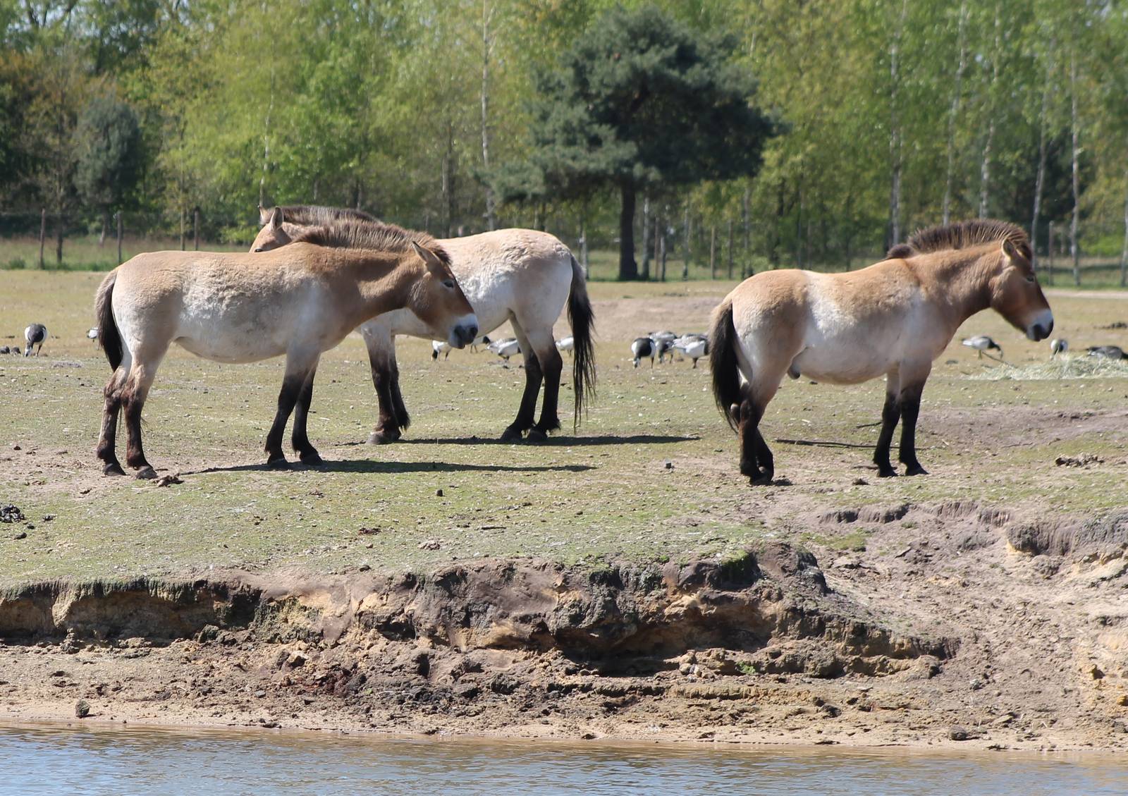 Przewalski horses