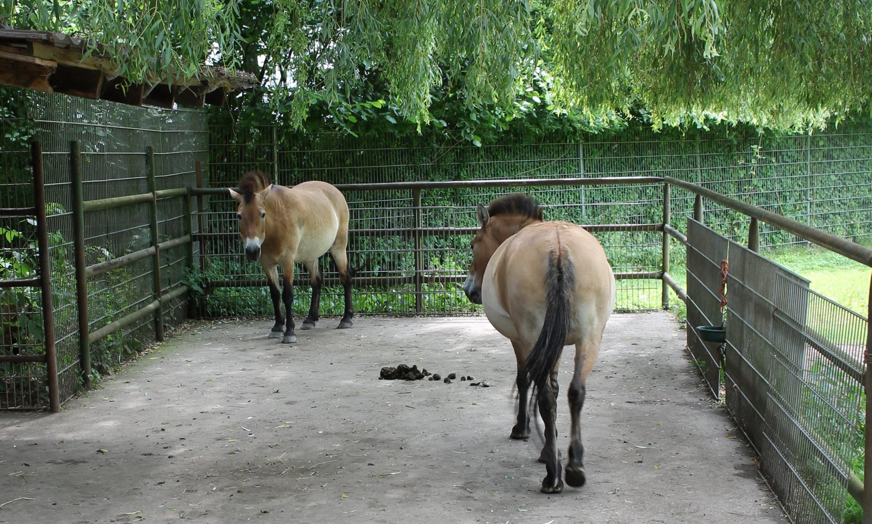Przewalski horses