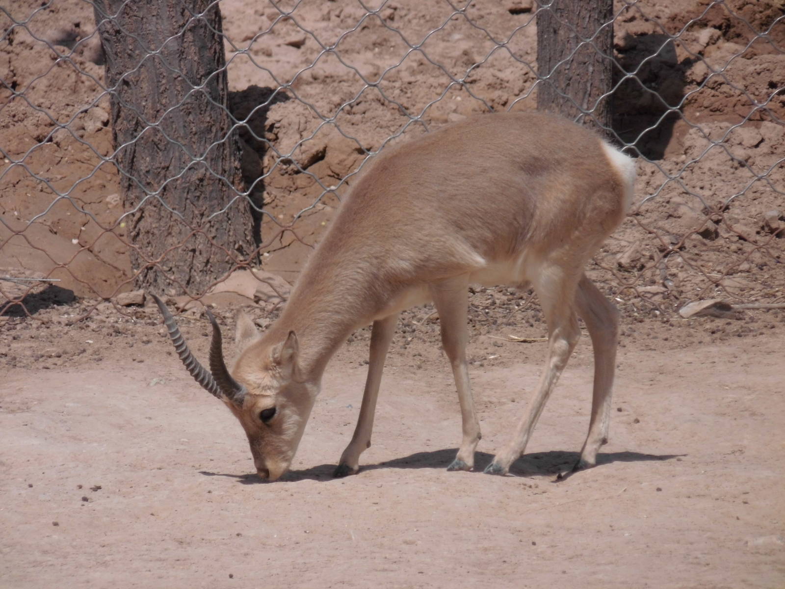 Przewalski?s Gazelle at Qinghai-Tibet Plateau Wildlife zoo 2014-5-15
