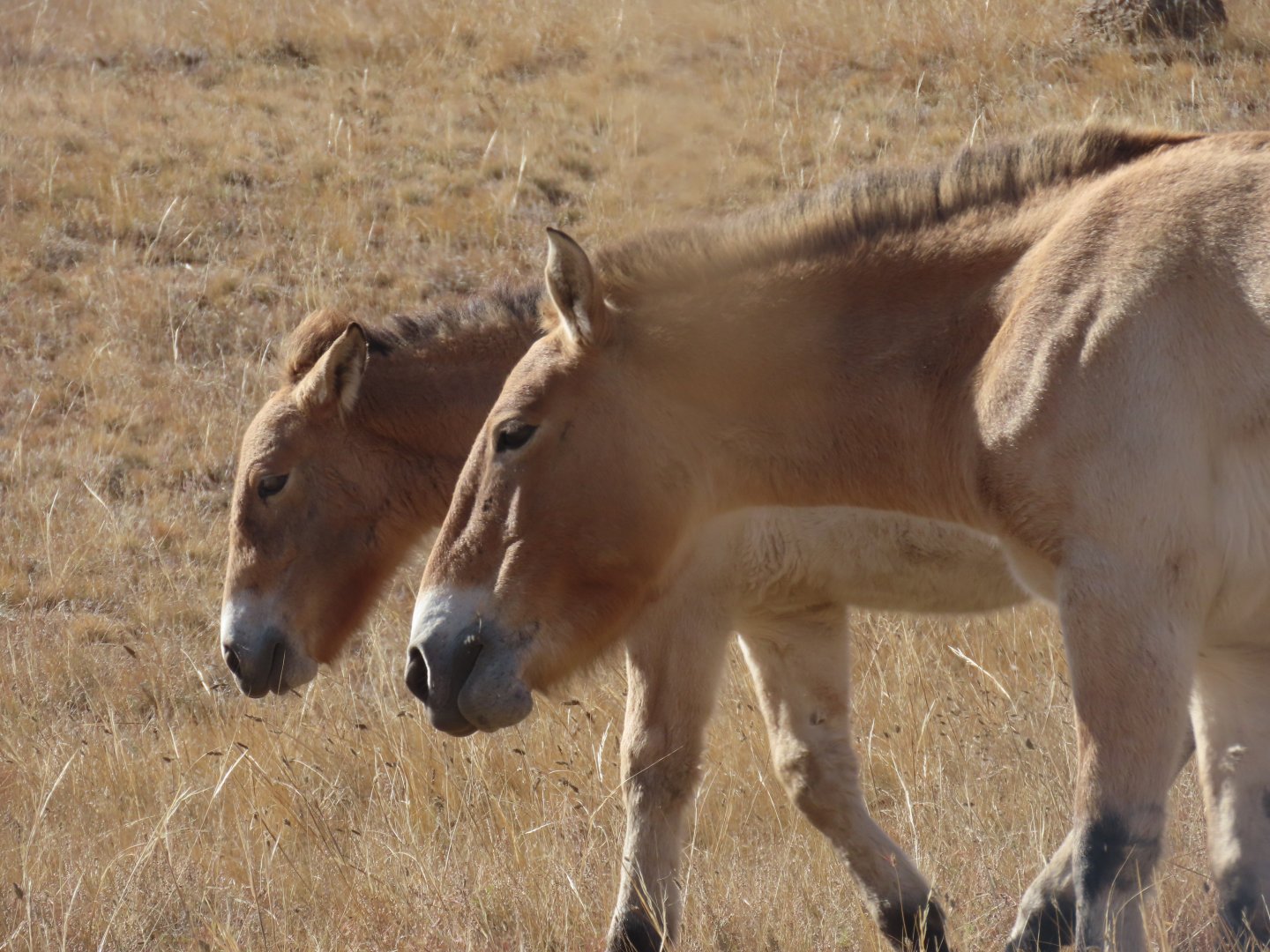 Przewalski´s horse (Equus przewalskii/Equus ferus przewalskii) hustai national park oktober 2019